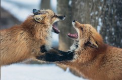 Screen Shot 2017-04-13 at 13.21.41